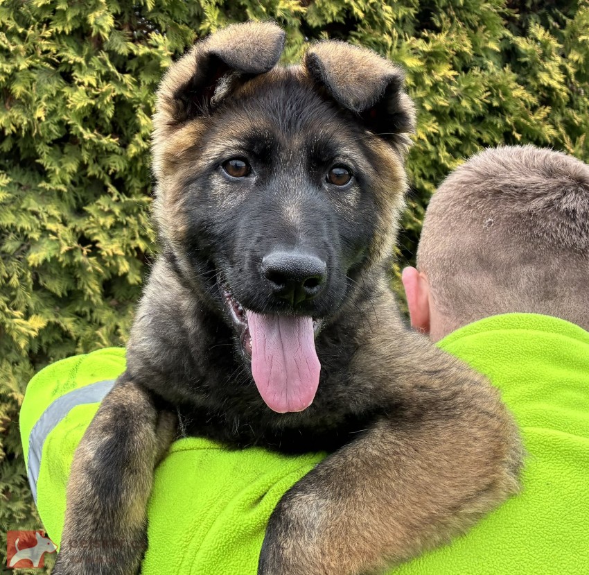 Německý ovčák fenka mohutná