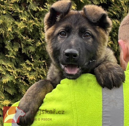 Německý ovčák fenka mohutná