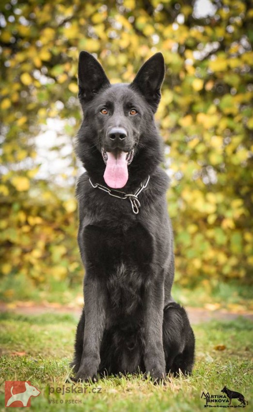 Německý ovčák fenka mohutná
