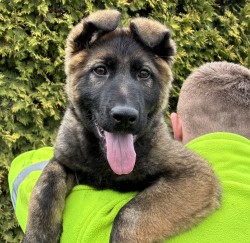 Inzerce psů Německý ovčák fenka mohutná