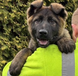 Německý ovčák fenka mohutná