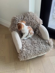 Inzerce psů Kavalír King Charles španěl fenka