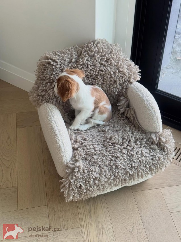 Štěně Kavalír King Charles španěl