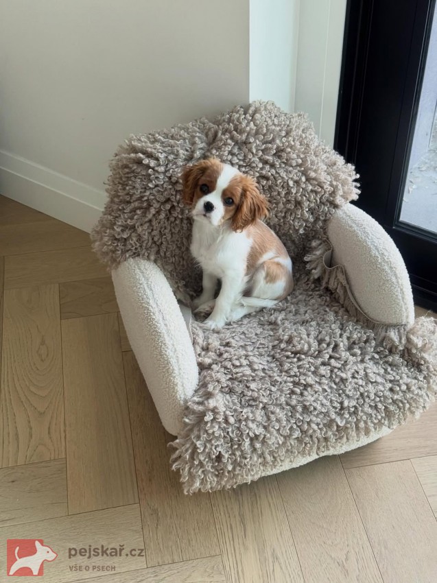 Štěně Kavalír King Charles španěl