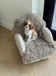 Štěně Kavalír King Charles španěl