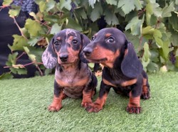 Inzerce psů Jezevčík hladkosrstý trpasličí bez PP