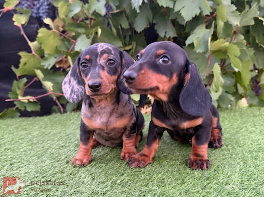 Jezevčík hladkosrstý štěňátka s PP FCI