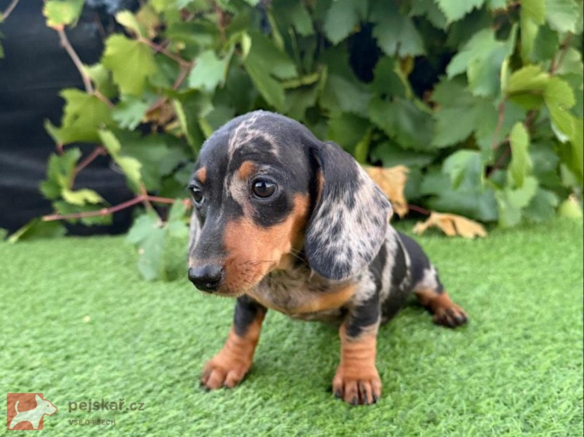 Jezevčík hladkosrstý štěňátka s PP FCI