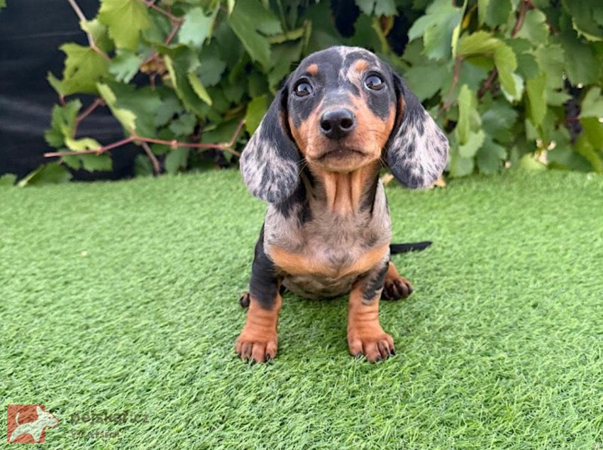 Jezevčík hladkosrstý štěňátka s PP FCI