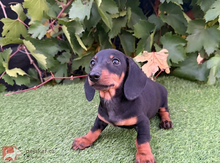 Jezevčík hladkosrstý štěňátka s PP FCI
