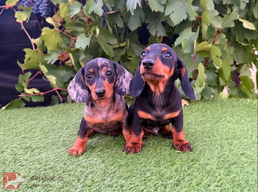 Jezevčík hladkosrstý štěňátka s PP FCI