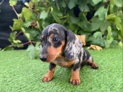 Jezevčík hladkosrstý štěňátka s PP FCI