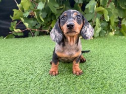 Jezevčík hladkosrstý štěňátka s PP FCI