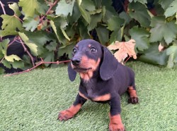 Jezevčík hladkosrstý štěňátka s PP FCI