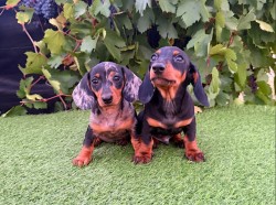 Jezevčík hladkosrstý štěňátka s PP FCI