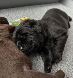 Inzerce psů Labrador na prodej