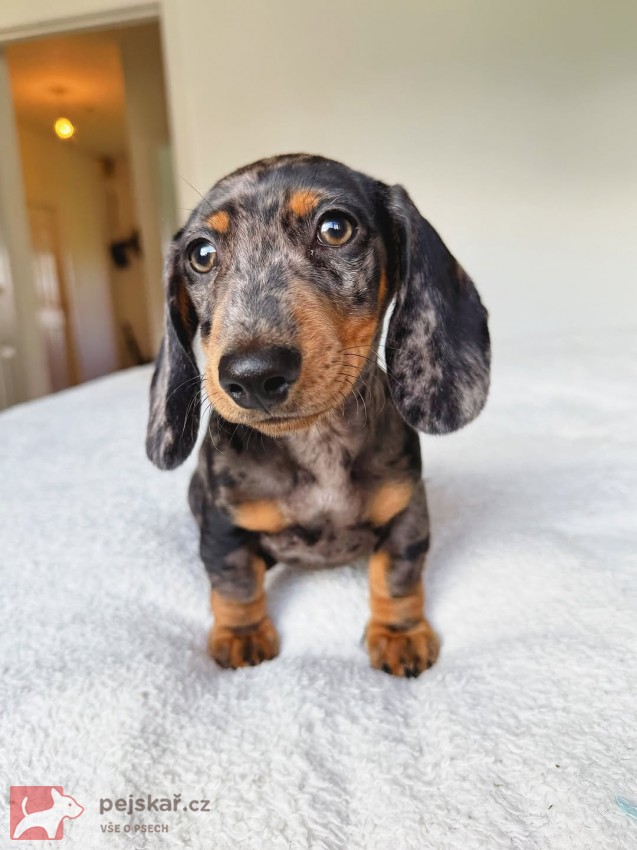 Merle Jezevčík hladkosrstý trpasličí s PP