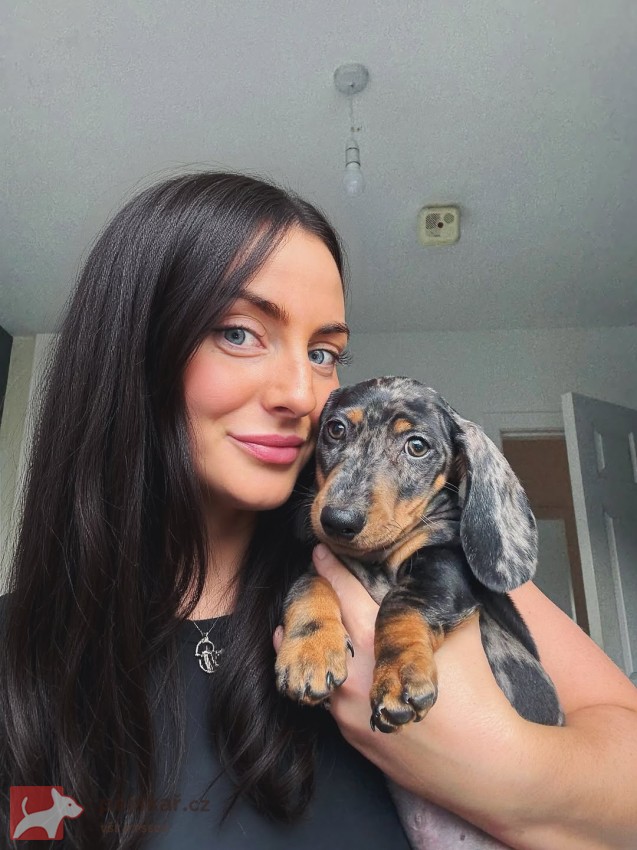 Merle Jezevčík hladkosrstý trpasličí s PP