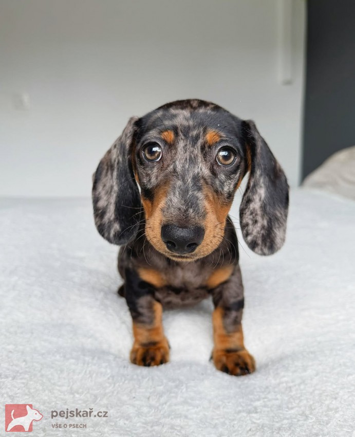 Merle Jezevčík hladkosrstý trpasličí s PP