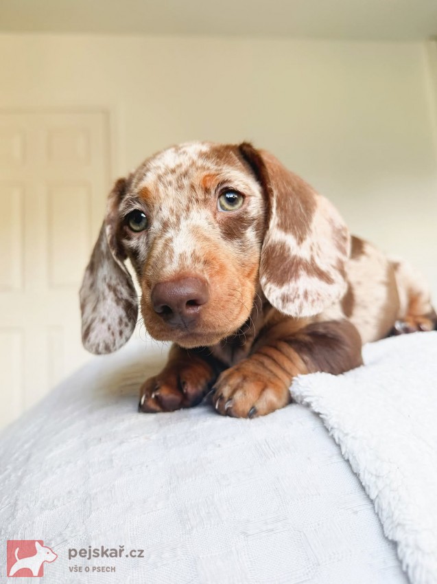 Merle Jezevčík hladkosrstý trpasličí s PP