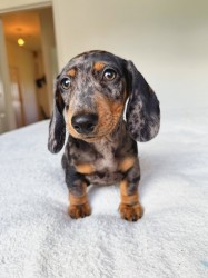 Inzerce psů Merle Jezevčík hladkosrstý trpasličí s PP