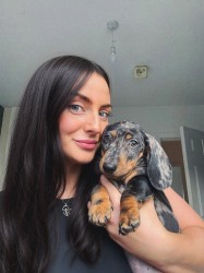 Merle Jezevčík hladkosrstý trpasličí s PP