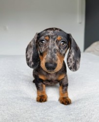 Merle Jezevčík hladkosrstý trpasličí s PP