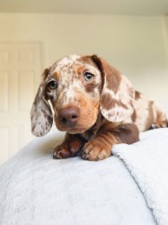 Merle Jezevčík hladkosrstý trpasličí s PP