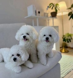 Inzerce psů Štěňata bišon frise na prodej