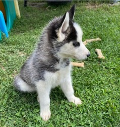 Inzerce psů Sibiřský husky štěňata s pp