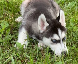 Inzerce psů Štěňata huskyho s pp