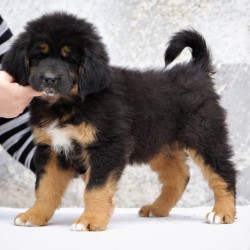 Inzerce psů Tibetská doga