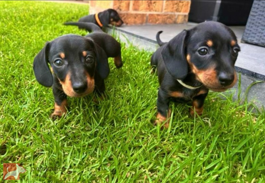 Jezevčík hladkosrstý trpasličí štenátka