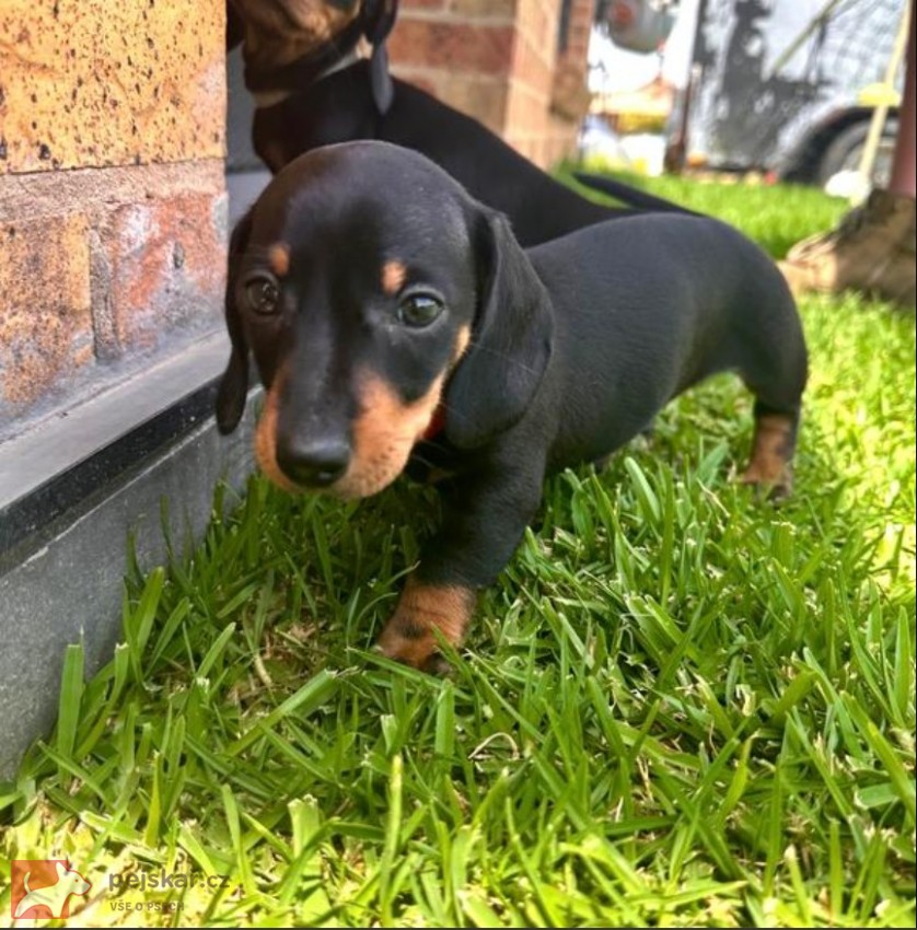 Jezevčík hladkosrstý trpasličí štenátka