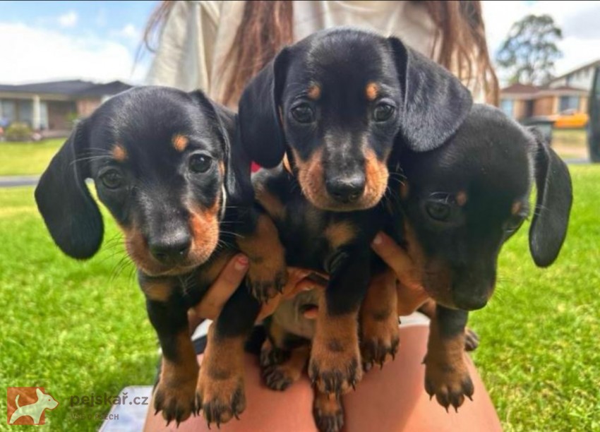 Jezevčík hladkosrstý trpasličí štenátka