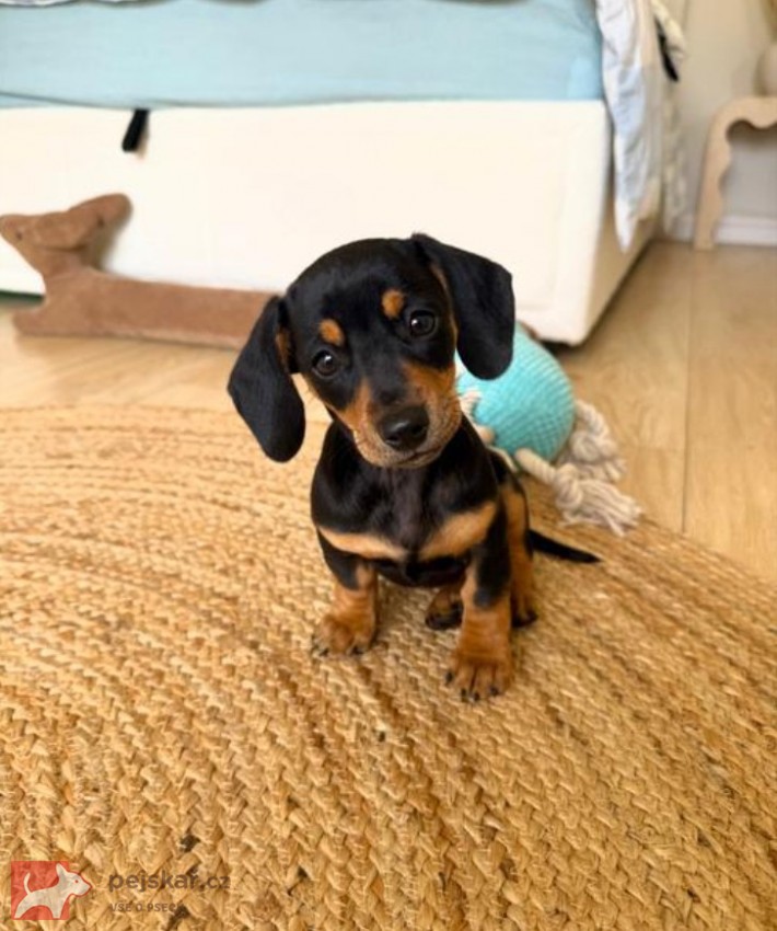 Jezevčík hladkosrstý trpasličí štenátka