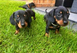 Inzerce psů Jezevčík hladkosrstý trpasličí štenátka