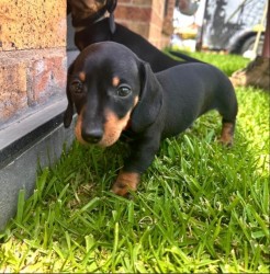 Jezevčík hladkosrstý trpasličí štenátka