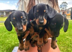 Jezevčík hladkosrstý trpasličí štenátka