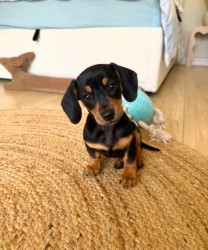 Jezevčík hladkosrstý trpasličí štenátka