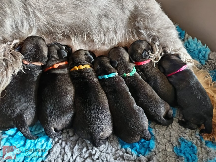 Knírač střední pepř a sůl