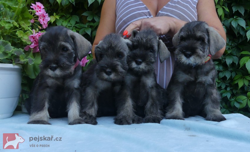 Knírač střední pepř a sůl