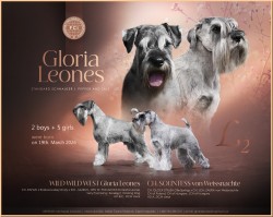 Inzerce psů Knírač střední pepř a sůl