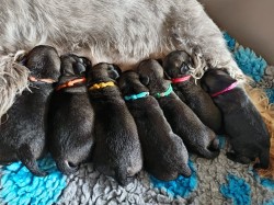 Knírač střední pepř a sůl