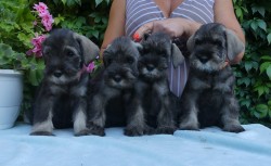 Knírač střední pepř a sůl