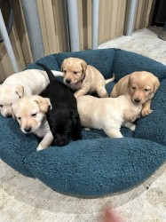 Inzerce psů Prodám čistokrevného labradora