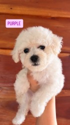 Inzerce psů K dispozici Bišonek Frisé