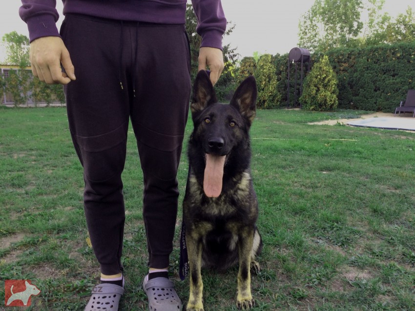 Německý ovčák fena na hlídání