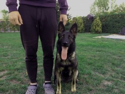 Inzerce psů Německý ovčák fena na hlídání