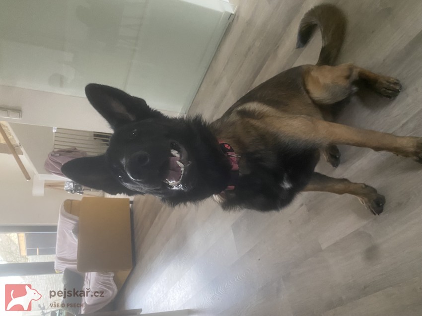 Šikovná fenka BO hledá parťáka